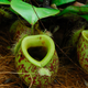 Image for article titled How carnivorous plants could give us self-cleaning, self-repairing walls